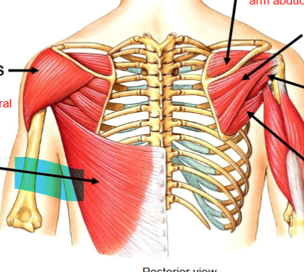 <p>Humerous extension, adductor and medial rotation (at shoulder joint). Attached at spinous process of T7-T12, posterior layer of thoracolumbar fascia (L1-L5 and iliac crest, ribs 10-12 → intertubucular sulcus of humerus. Thoracodorsal nerve (Hypaxial)</p>
