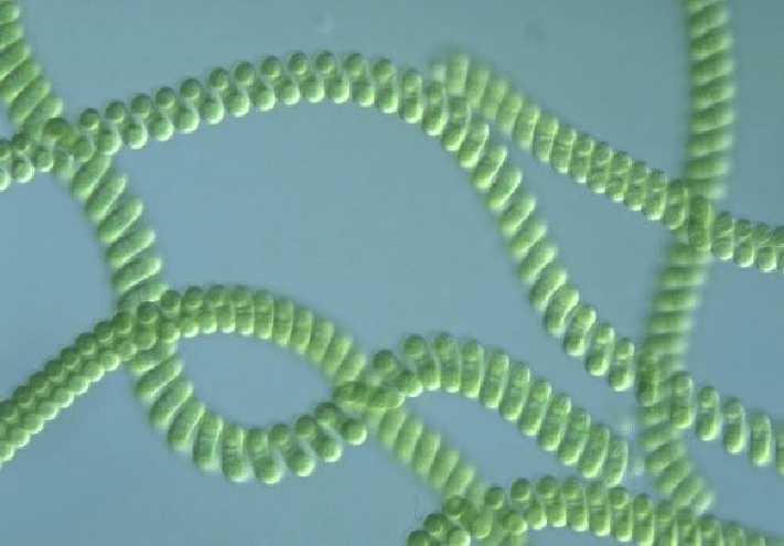 <p>Spirulina</p><p>cyanobacteria</p><p>blue-green</p><p>filamentous; spirally coiled</p><p>cells in a single row along the helix held together by a thin sheath</p><p>no flagella; gliding movement dependent on Ca2+ and Na+ ions</p><p>distinct pigment comes from phycocyanin</p>
