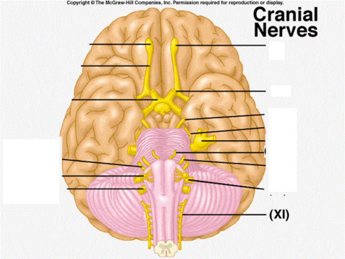 <p>-Movement of the head and shoulders</p><p>(muscles in neck and shoulder)</p><p>-Motor</p>