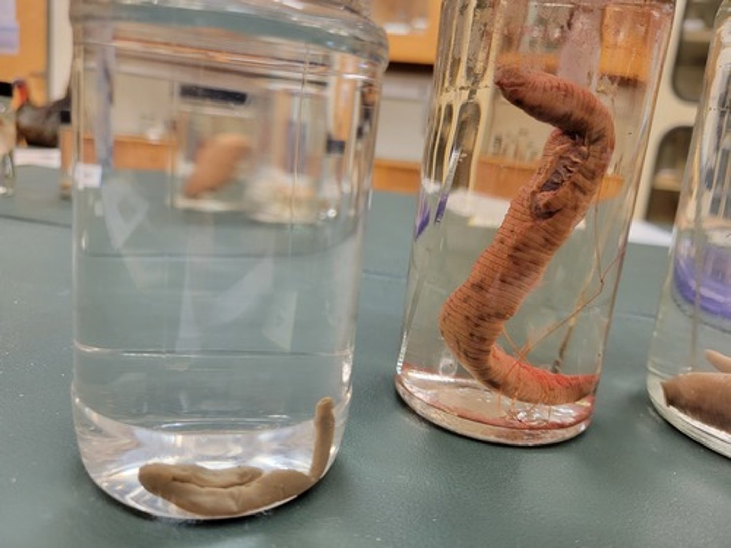 <p>Identify taxonomy</p>