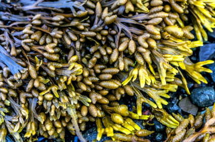 <p>brown algae with <span>disk-shaped holdfasts and flat, forked blades with air bladders embedded in them. The male and female reproductive organs, called </span><strong>conceptacles</strong><span>, are visible as swollen areas on the tips of the blades</span></p>