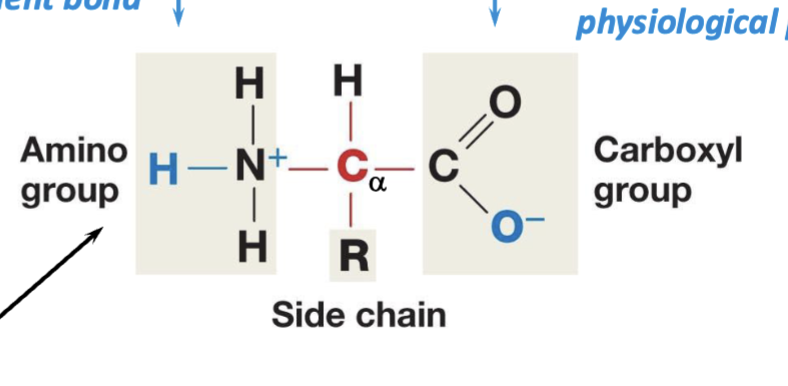 <p><strong>represented in cells/aqueous state</strong>: N will often accept a proton as a fourth covalent bond, and carboxyl group are always willing to give up a proton at a physiological pH</p>