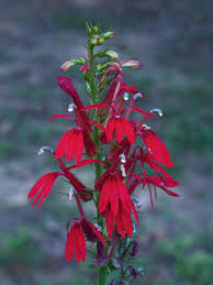 <p>Cardinal Flower </p>