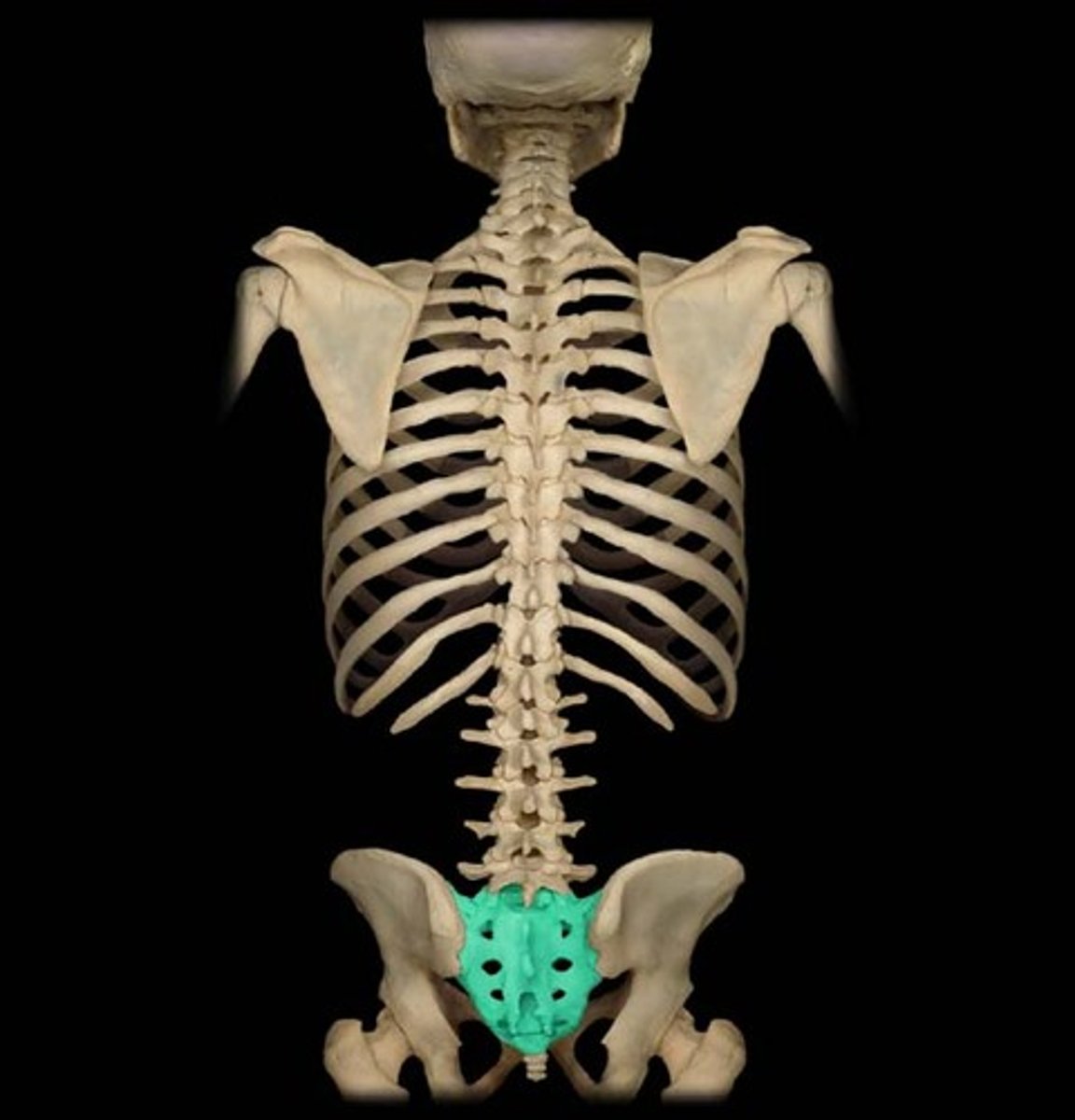 <p>(S1 - S5), composed of 5 fused vertebrae forming posterior wall of pelvis</p>