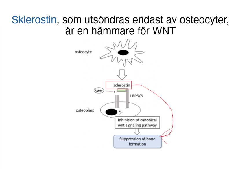 <p><span><strong>Wnt pathway</strong>: Wingless/Integrated (Wnt) signaling pathway</span></p><ul><li><p><span>En komplex signaleringsväg som reglerar på olika nivåer</span></p></li><li><p><span>inducerar differentiering av mesenkymala stamceller</span><br><span>till osteoblaster</span></p></li><li><p><span>uppreglerar OPG i osteoblaster, vilket hämmar</span><br><span>benresorption</span></p></li><li><p><span>Sklerosin, som endast utsöndras av osteocyter, är en hämmare för Wnt</span></p></li></ul><p></p><p></p>