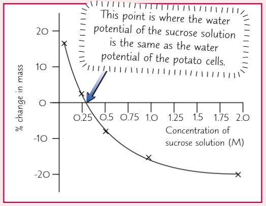 <p>Can use solutions to find <strong>water potential</strong> of <strong>potato cells</strong></p><ol><li><p>Use cork borer to cut <strong>potatoes </strong>into <strong>identically sized </strong>chips, around 1cm diameter</p></li><li><p>Divide chips into groups of <strong>three</strong> and measure <strong>mass</strong> of each <strong>group</strong> using <strong>mass balance</strong></p></li><li><p>Place <strong>one group </strong>into <strong>each sucrose solution</strong></p></li><li><p><strong>Leave </strong>chips in solutions for <strong>20 mins</strong></p></li><li><p>Remove chips and dry with paper towel</p></li><li><p><strong>Weigh</strong> each group again and record results</p></li><li><p>Calculate <strong>% change in mass</strong> for each group</p></li><li><p>Use results to make <strong>calibration curve</strong>, showing <strong>% change in mass</strong> against <strong>sucrose conc.</strong></p></li></ol><p></p>