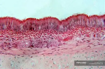 <p>Subcategories of Epithelium: Layers - Pseudostratified</p>