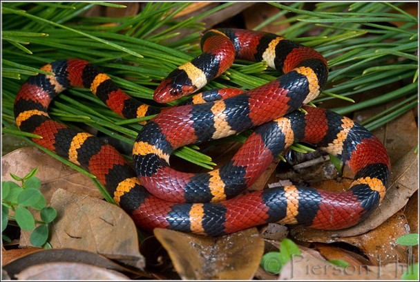 <p>pine forests; arboreal; red head; red, black, white pattern; stripes are bands</p>