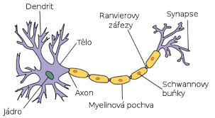 <p>synapsie majú byť synaptické zakončenia</p>