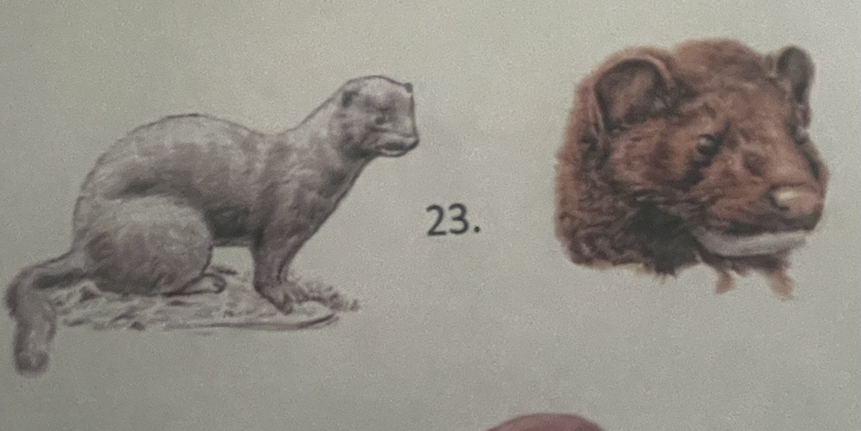<p>mikä eläin</p>