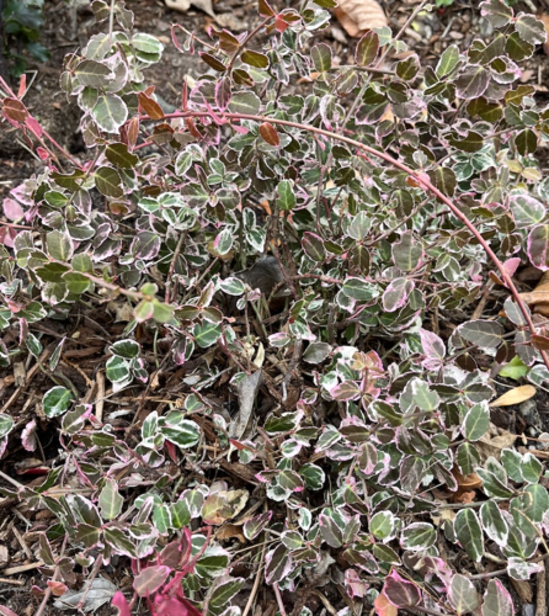 <p>creeping groundcover, variegated green and white confetti leaves, some red in fall</p>
