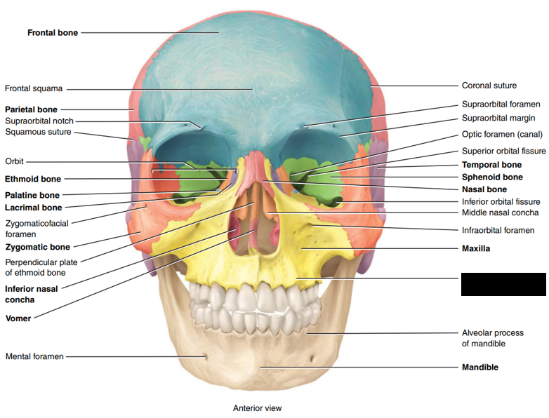 <p>State and identify what part of the cranial bone is being pointed out and censored. </p>