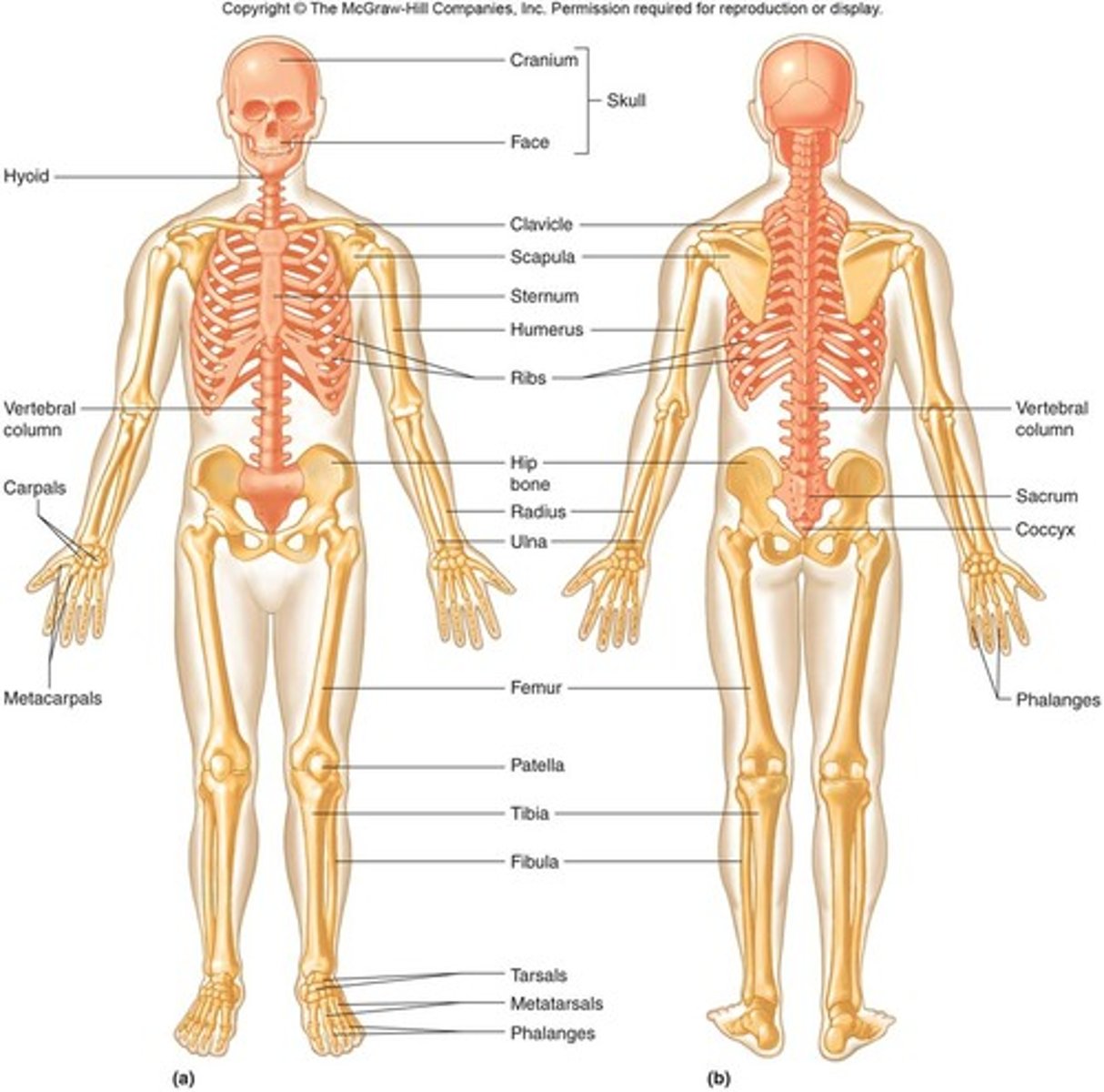 <p>Bony framework held together by layers of muscle and ligaments.</p>