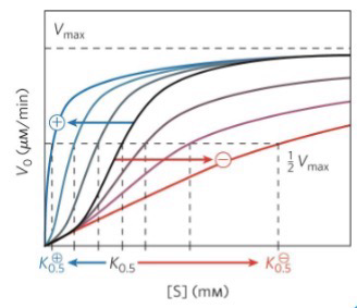 <p>Typically more S-shaped; Sigmoidal curve of a homotrophic enzyme; Activators makes curve more hyperbolic, inhibitors makes curve more sigmoidal</p>