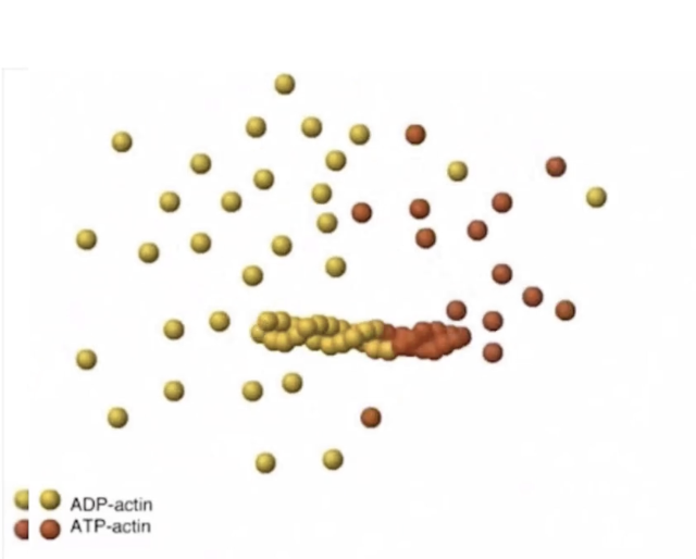 <ul><li><p><strong>Treadmilling</strong></p><ul><li><p><strong>Polymerization at plus-end = depolymerization at minus-end</strong></p></li><li><p>No net length change, but filament moves forward</p></li></ul></li><li><p>Important for:</p><ul><li><p><strong>Cell movement</strong></p></li><li><p><strong>Cytoskeletal remodeling</strong></p></li></ul></li></ul><p></p>