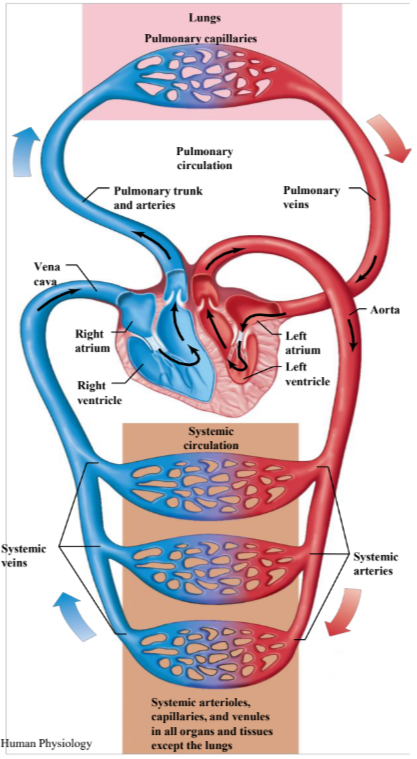 <ul><li><p>The pump; pumps the blood through the circulatory system by rhythmic contraction and dilation.</p></li></ul><p></p>