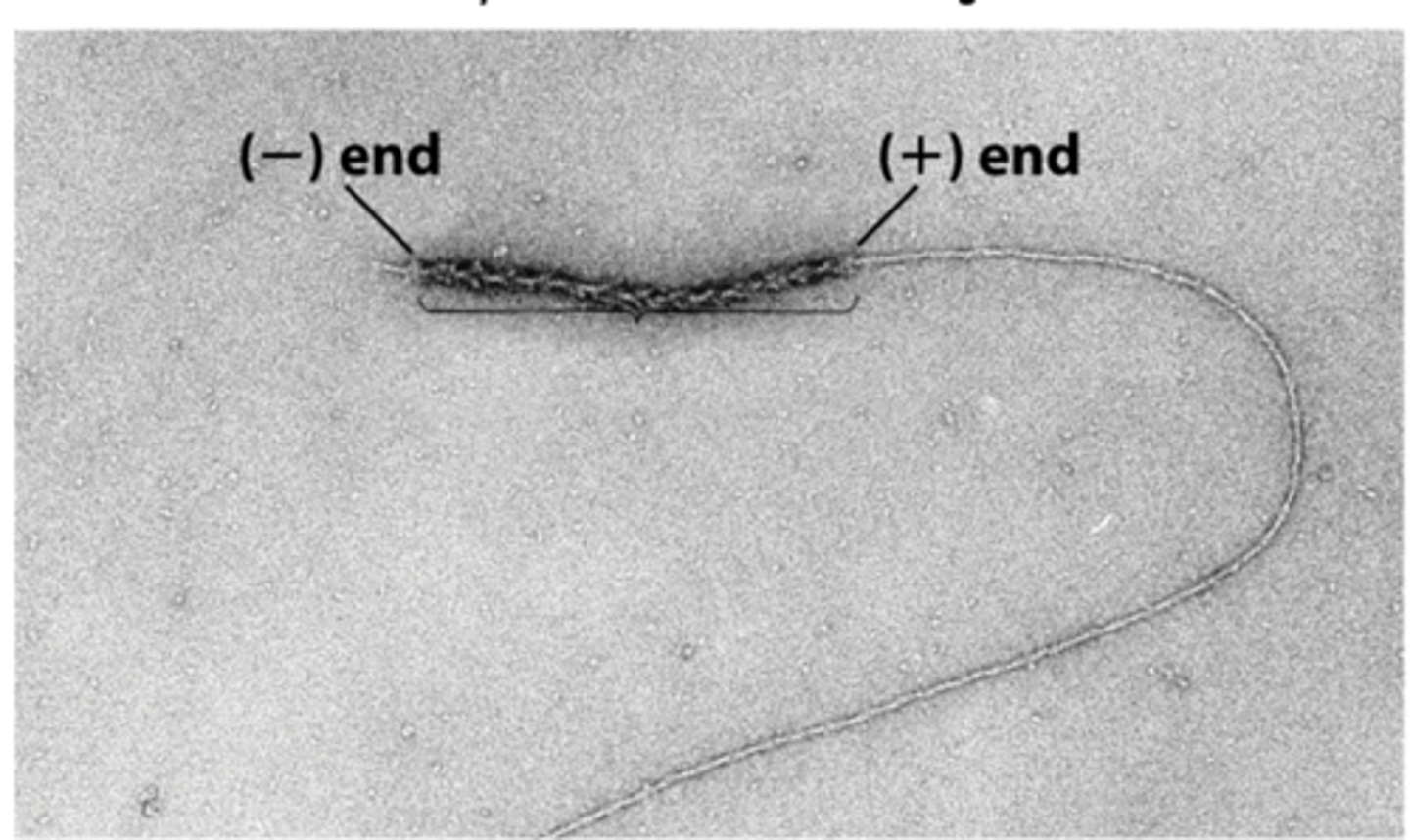 <p>two ends of a myosin-decorated actin grow at ___________ rates</p>