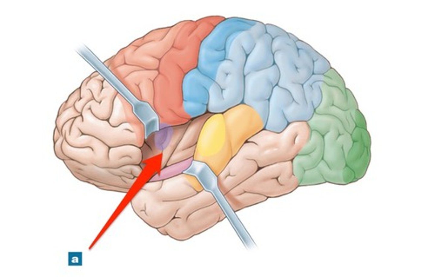 <p>Primary gustatory cortex: Taste<br><br>Involved in emotional responses, empathy, and taste</p>
