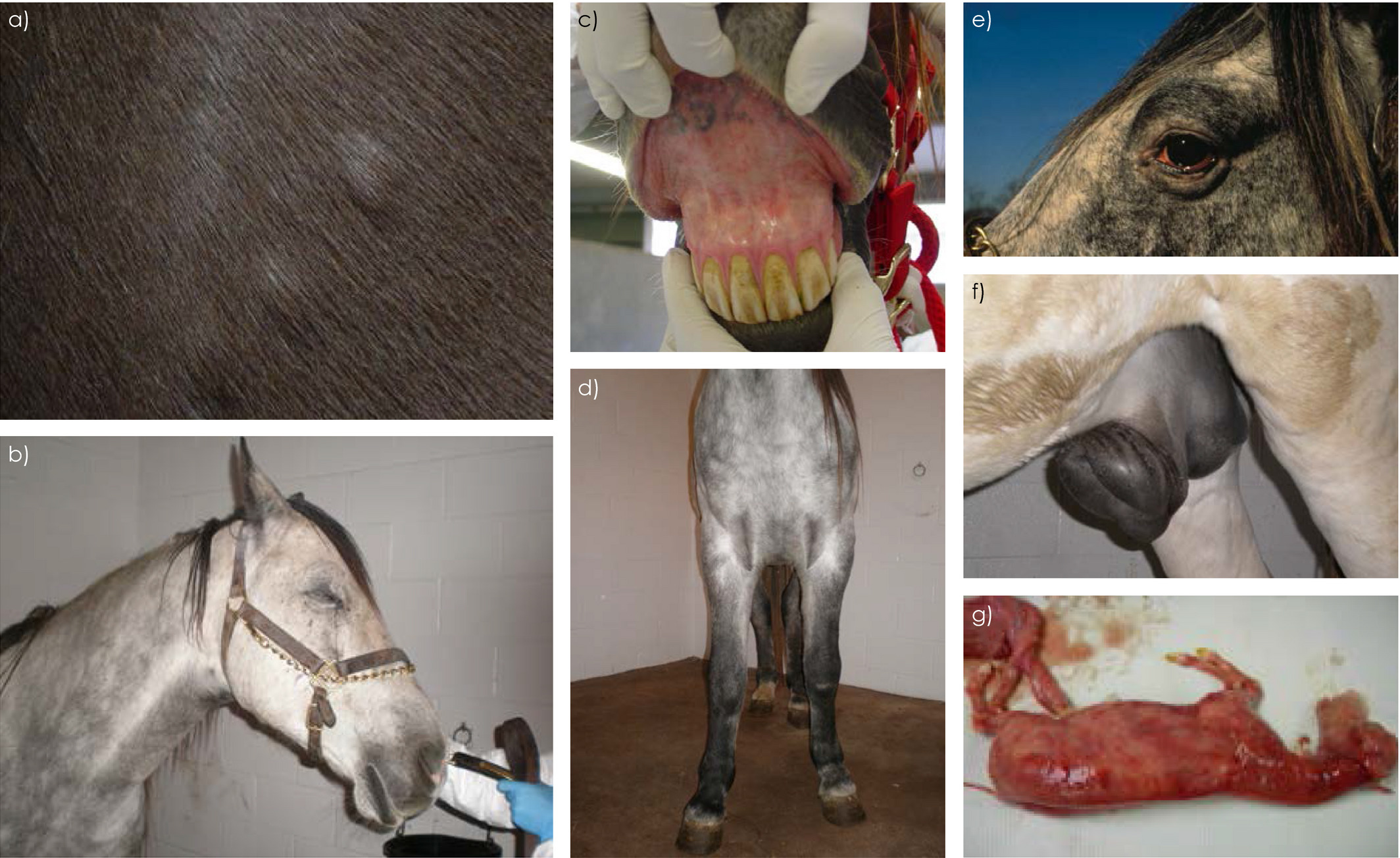 <ul><li><p>Acute severe infection of upper respiratory tract</p></li><li><p>Vasculitis causing limb and ventral edema</p></li><li><p>Abortion of partially autolyzed fetuses</p></li><li><p>Chemosis</p></li><li><p>Blepharospasm </p></li><li><p>Profuse discharge</p></li></ul><p></p>