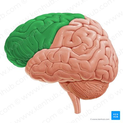 <p>Personality, judgement, intelligence, motor planning </p>