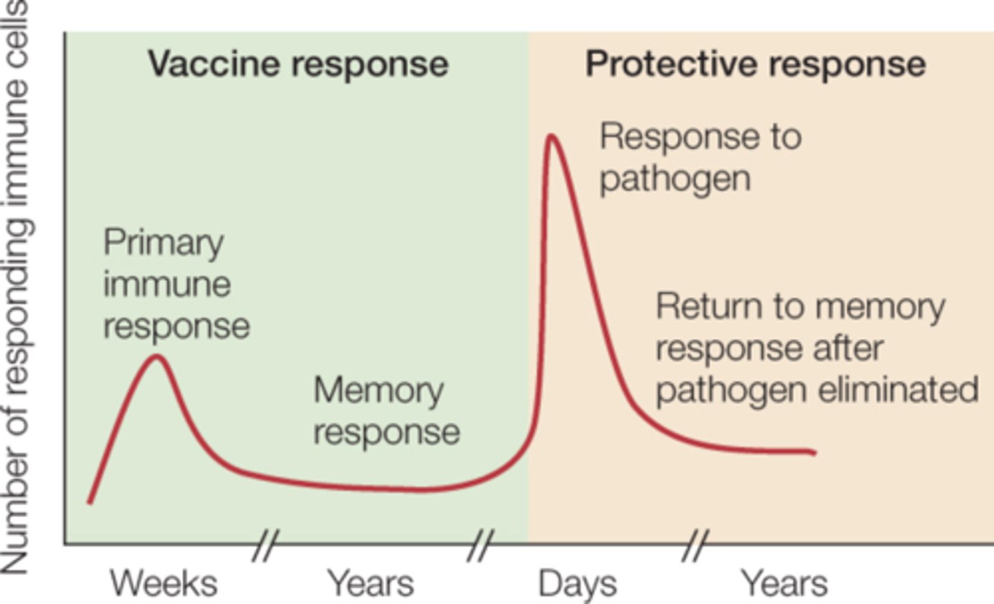 <p>introduces an antigen and the immune system remembers it</p>