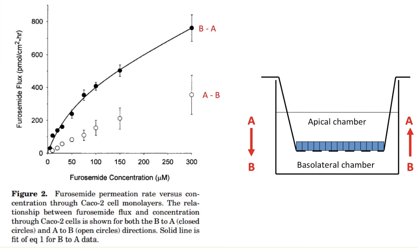 <p>Explain the graph showing Furosemide permeability</p>