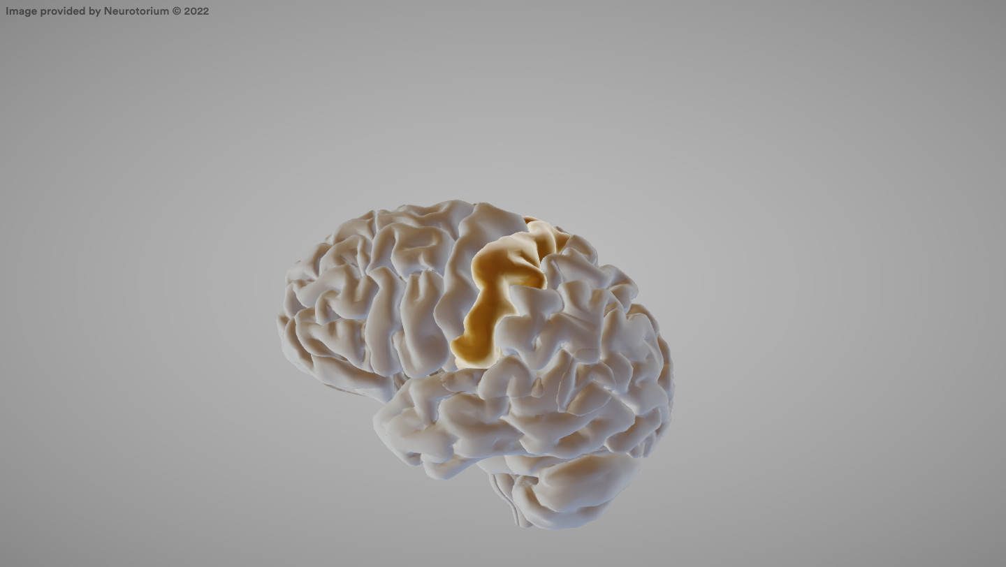 <p>The area of the cerebral cortex that processes sensory information from the body.</p>
