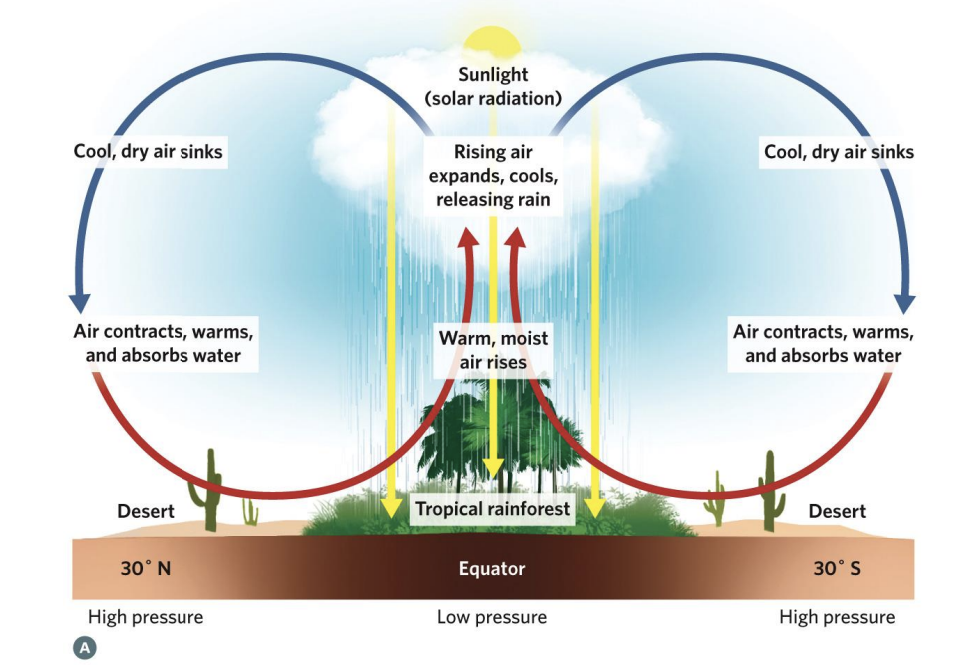 <p>➢ It starts as warm, moist air rises at the equator due to solar radiation. </p><p>➢ As this air ascends, it expands and cools, releasing its moisture as rainfall. </p><p>➢ This dynamic produces tropical rainforests near the equator. </p><p>➢ Cold air is denser and drops back toward the Earth. </p><p>➢ As it descends, it warms. </p><p>➢ The warm, dry air can absorb water from the Earth’s surface, producing deserts at around 30° north and south latitudes.</p>