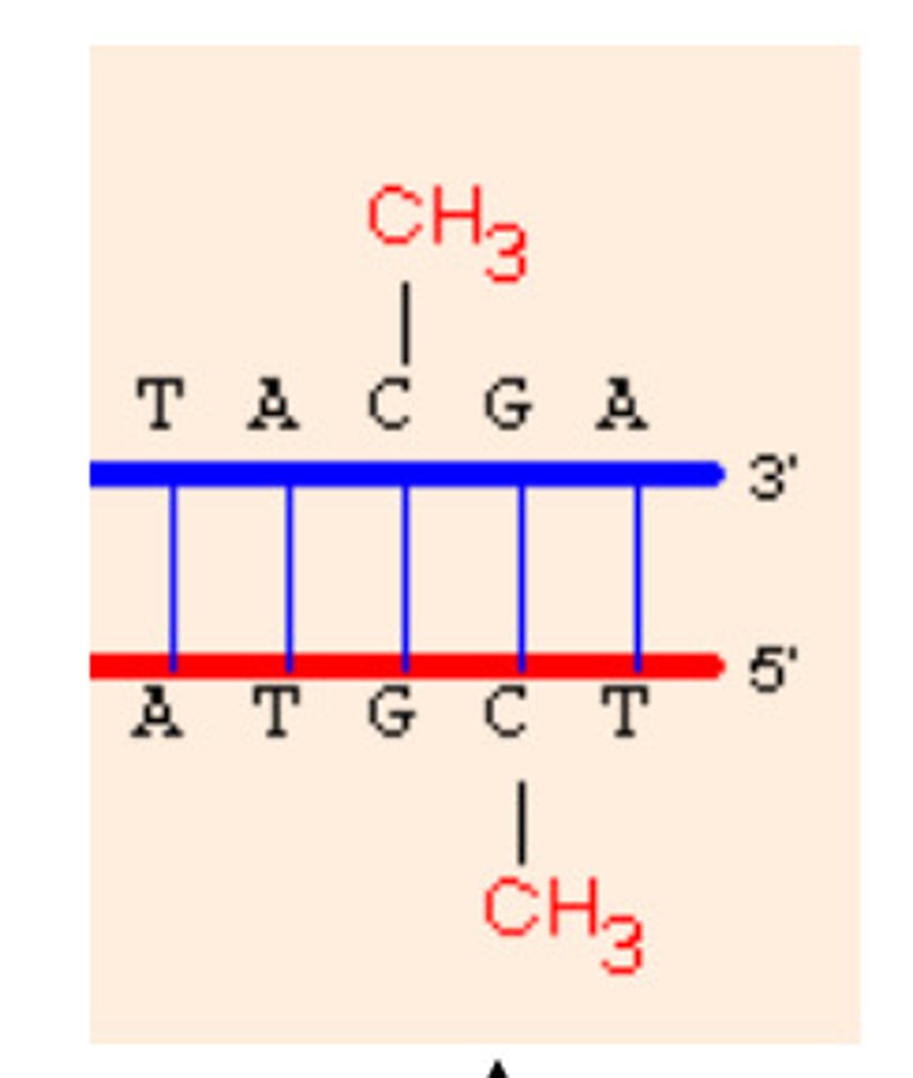 <p>causes chromatin to condense and can block transcription of specific genes</p>