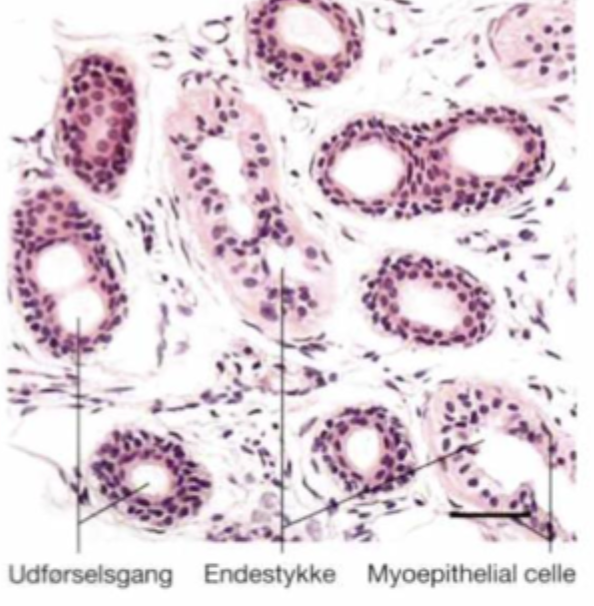 <ul><li><p>To-laget kubisk epithel</p><ul><li><p>tættere og mørkere celler, lille lumen</p></li></ul></li><li><p>Ingen myoepitheliale celler</p></li><li><p>Der sker modifikation af sveden:</p><ul><li><p>Reabsorption af Na⁺</p></li><li><p>Udskillelse af K⁺</p></li></ul></li></ul><p></p>