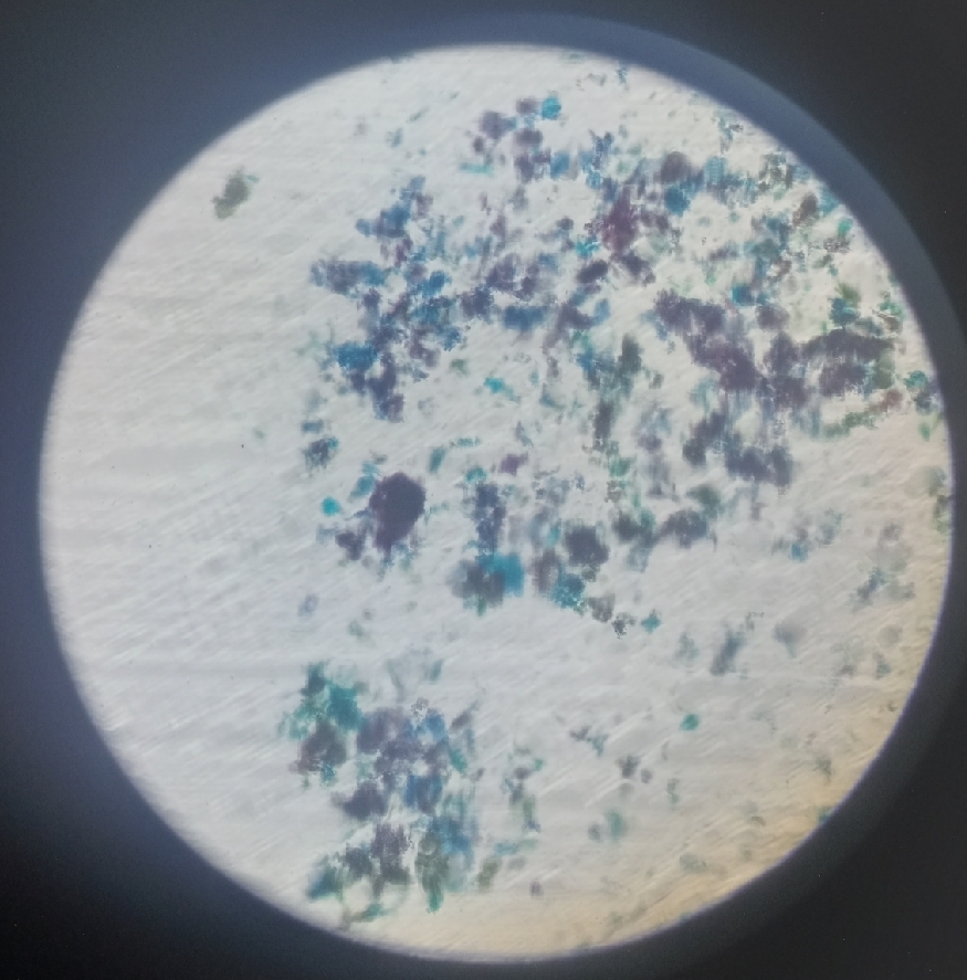 <p>Its name comes from Greek chloros meaning “green” and the diminutive suffix -ella, referring to its small, green, unicellular form.</p>