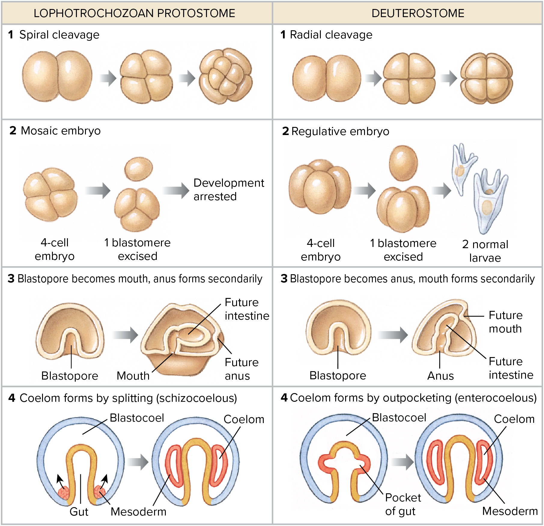 Protostomia and Deuterostomia