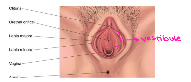 <p><strong>Mons Pubis and Labia</strong></p><p>-Mons Pubis</p><ul><li><p>Rounded are overlying the pubic __________</p></li><li><p>Covered with _____ ____ in post-pubescent women </p></li><li><p>Consists mostly of adipose tissue </p></li></ul><p>-Labia </p><ul><li><p>Elongated, fatty folds which enclose the _________ openings of the urethra and vagina </p></li><li><p>The labia majora is the equivalent of the _________, for they come from the same embryonic tissue e</p></li><li><p>The labia minor contains the __________ glands, which secrete _____ into the area during ________ stimulation </p></li></ul><p></p>