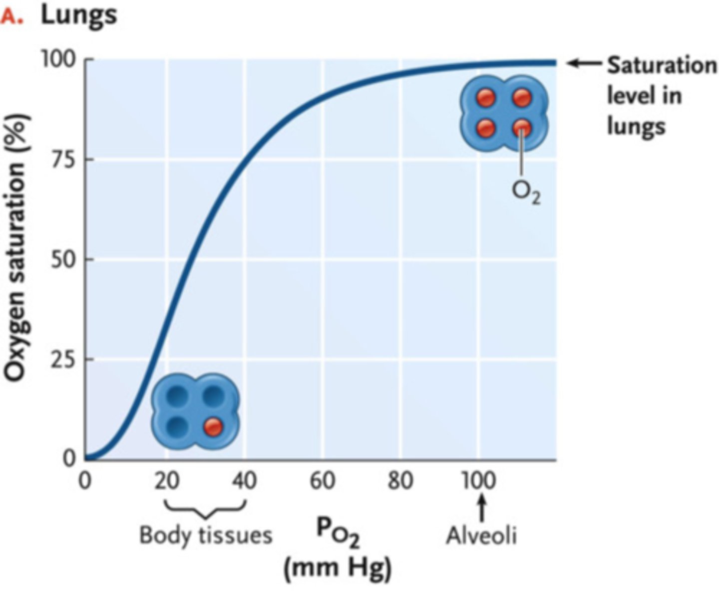 <p>O2 saturation of <br>hemoglobin increases<br><br>(Note: this makes sense! <br>It is ideal to have <br>hemoglobin want to hang <br>onto oxygen in the lungs <br>and let go of oxygen in the tissues)</p>