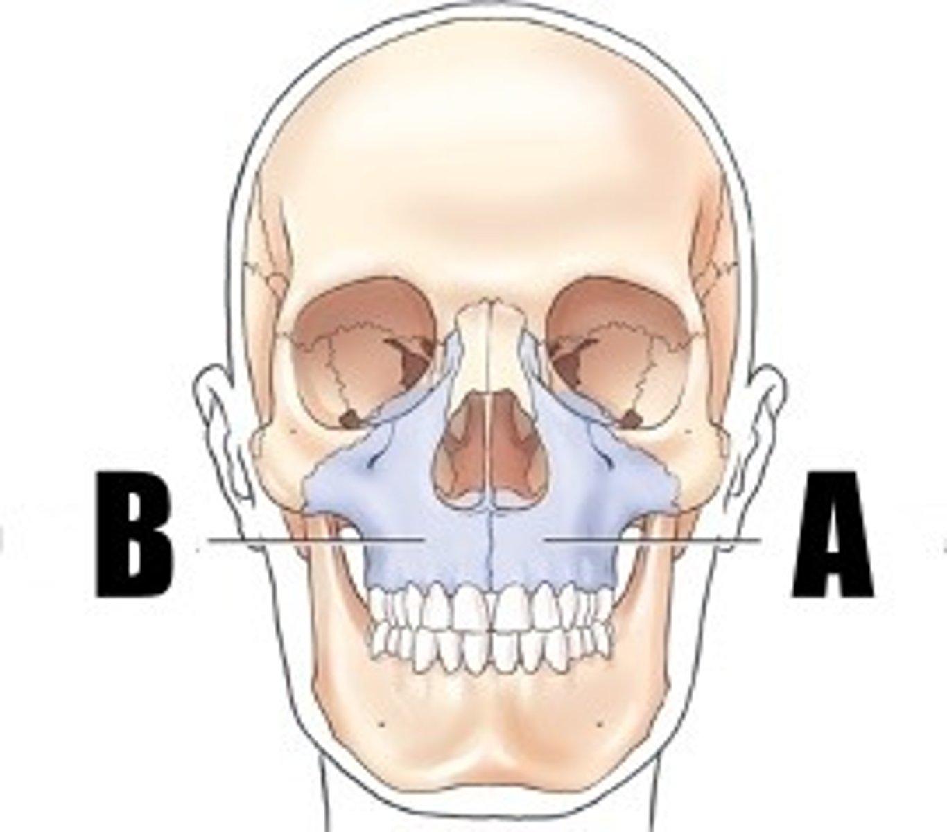 <p>what bone is B (R or L)</p>