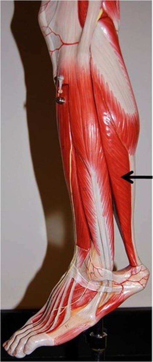 <p>origin: superior tibia;fibula; interosseous membrane</p><p>insertion: posterior calcaneus</p><p>prime function: lowers the sole of the foot to the ground, as when foot-tapping or jumping; maintains posture while walking</p>