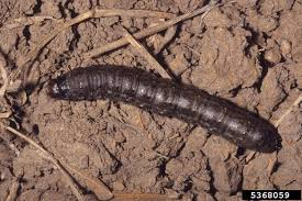 <p>Size: 20–30 mm. Creates pockmarks on greens; cuts stems at night.</p>