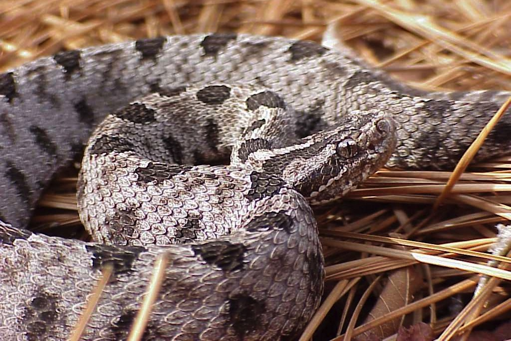 <p>Family: Viperidae</p><p>Latin: Sistrurus miliarius</p><p>Pygmy Rattlesnake</p>