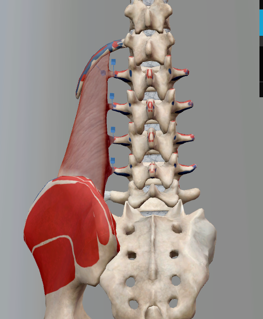 <p>Origin: Aponeurotic fibers from the iliolumbar ligament and the adjacent portion of the iliac crest</p><p>Insertion: Lower border of the last rib for about half its length and the transverse processes of L01-L04</p><p>Innervation: Spinal nerves T12 and L01-L02</p><p>Action: Depresses the 12th rib, unilateralily raises pelvis, helps with lumbar spine lateral flexion, and acts as a major stabilizer of the lumb</p>