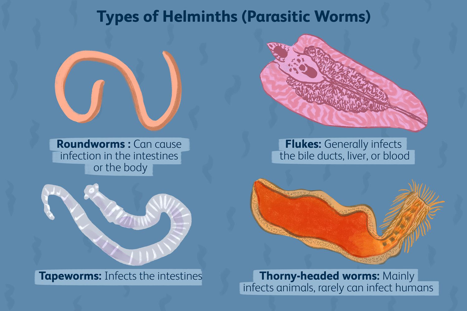 <p>Macroscopic, multicellular, Eukaryotic</p><p>Life cycle stages: Eggs, larvae, adult worms</p><p>Nematodes(roundworms)</p><p>Cestodes(Tapeworms)FLATWORMS</p><p>Trematodes(flukes) FLATWORMS</p>