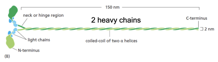 <p>two heavy chains; four light chains; force-generating globular head; long coiled-coil tail</p>