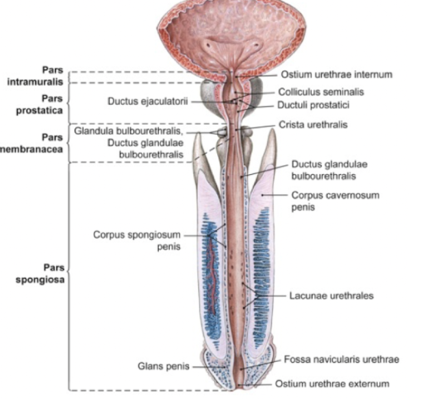 <ul><li><p><strong>Radix</strong>: bulbus och crus penis.</p></li><li><p><strong>Corpus</strong>: glans penis, corpus spongiosum &amp; cavernosum.</p></li></ul><p>Fäster till os oubis med lig. suspensorium penis. </p>