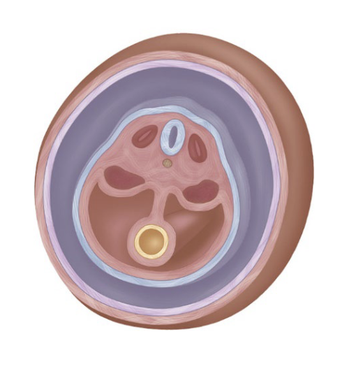 <p>What structure is shown?</p>