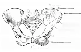 <p>pelvis</p>