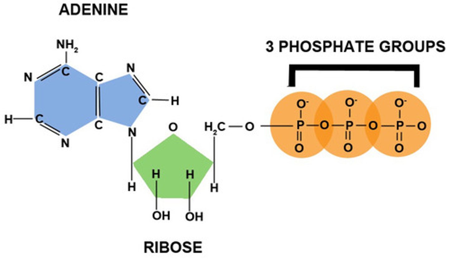 <p>It is a modified form of a nucleotide - it has an adenine base along with a ribose sugar and 3 phosphate groups.</p>