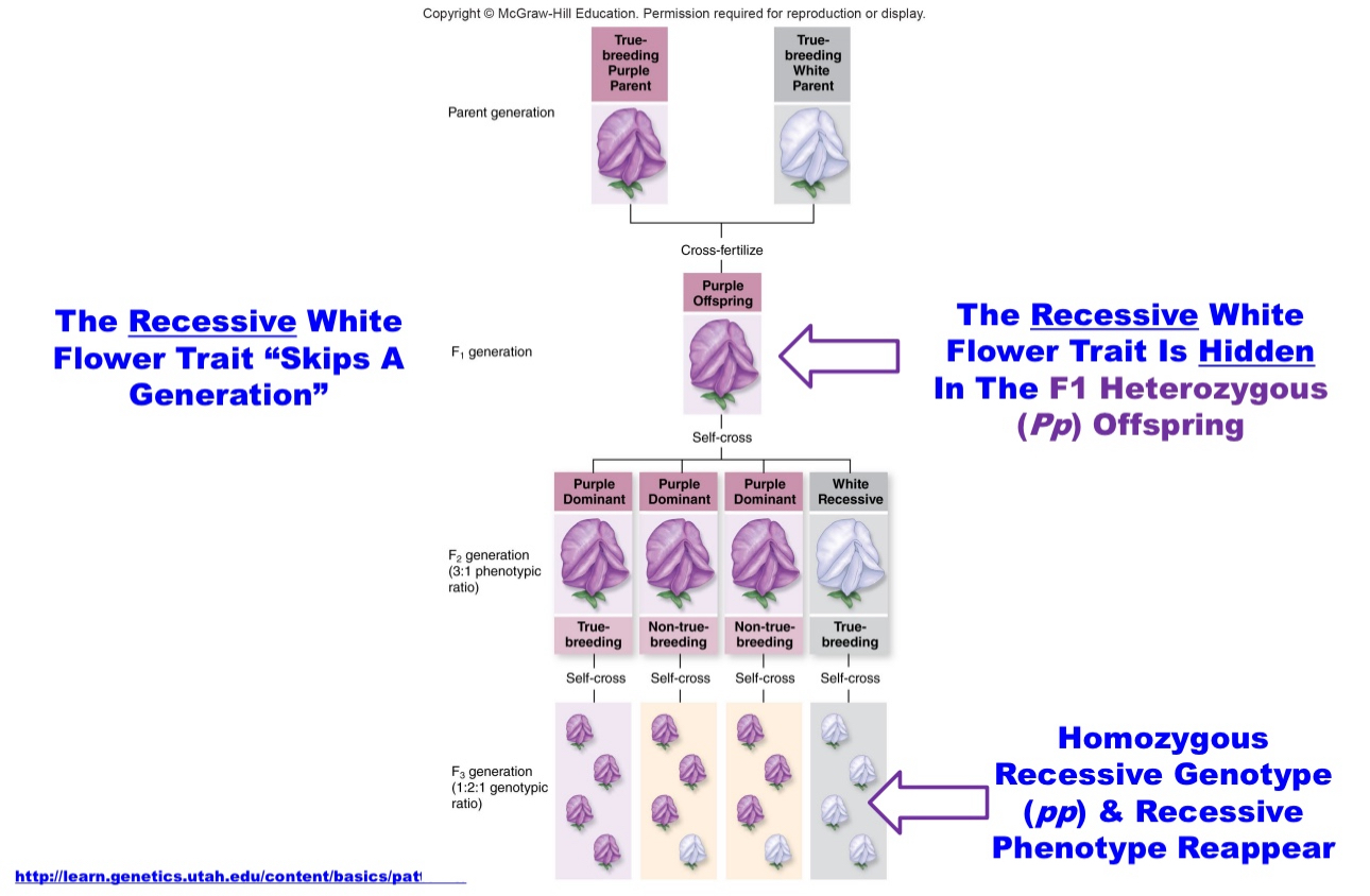 <p>Recessive trait (read the pic)</p>