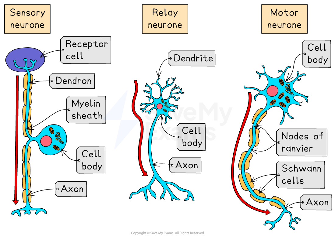 <ul><li><p>no dendrons</p></li><li><p>cell body at the end of the neuron and int he CNS</p></li><li><p>long axon and short dendrites (many)</p></li><li><p>dendrites are directly connected to the cell body</p></li></ul><p></p>