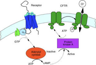 <ul><li><p>CFTR carries a regulatory domain (R-domain) that is phosphorylated and regulates transporter activity</p><ul><li><p>phosphorylated = open; dephosphorylated = blocks channel gate (no Cl- flow)</p></li></ul></li><li><p>β-adrenergic signaling increases cAMP, PKA is activated and phosphorylates the R domain </p></li></ul><p></p>