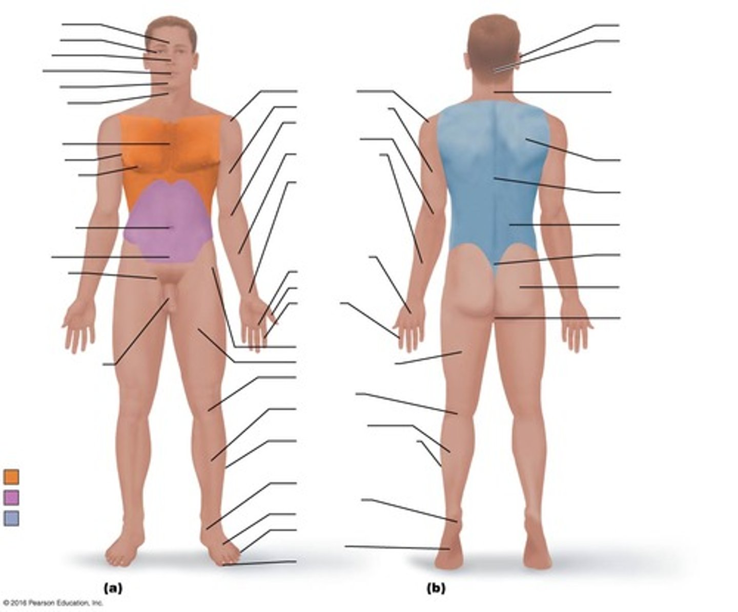 <p>DEFINITION</p><p>genital region</p>