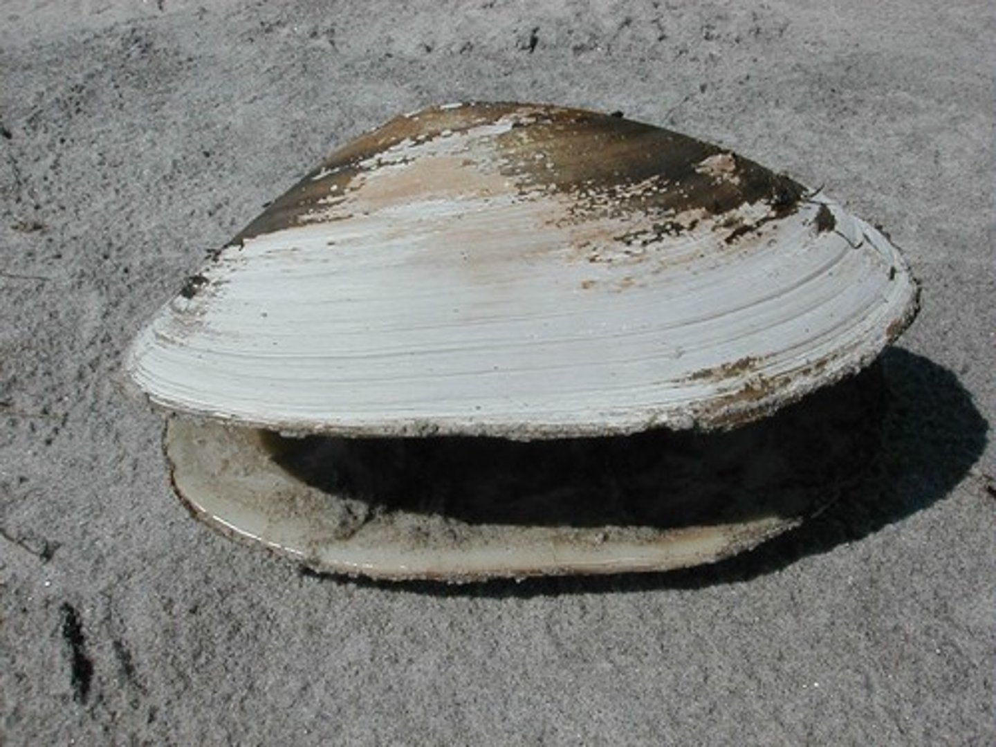 <p>clams</p>